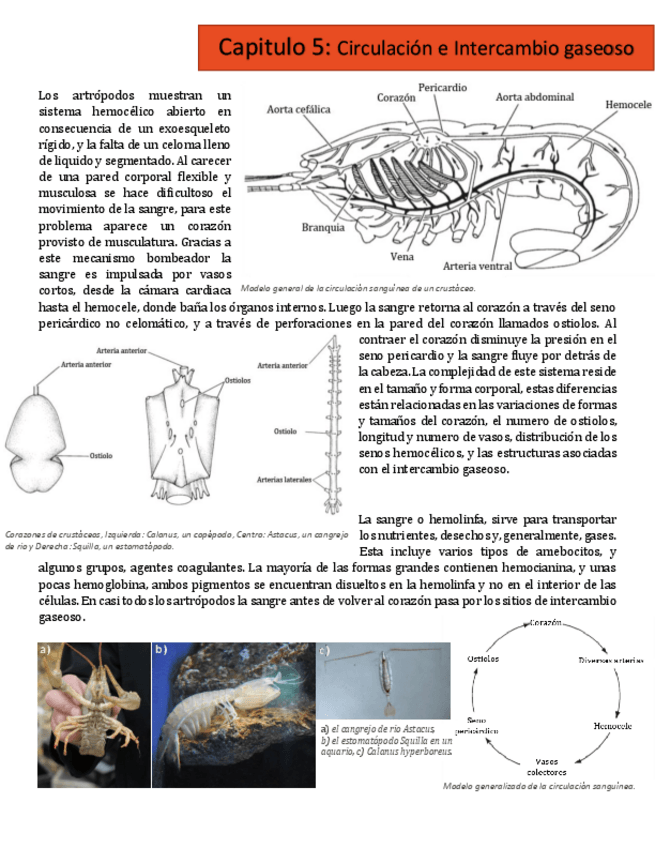 Miniatura del documento cap 5.pdf