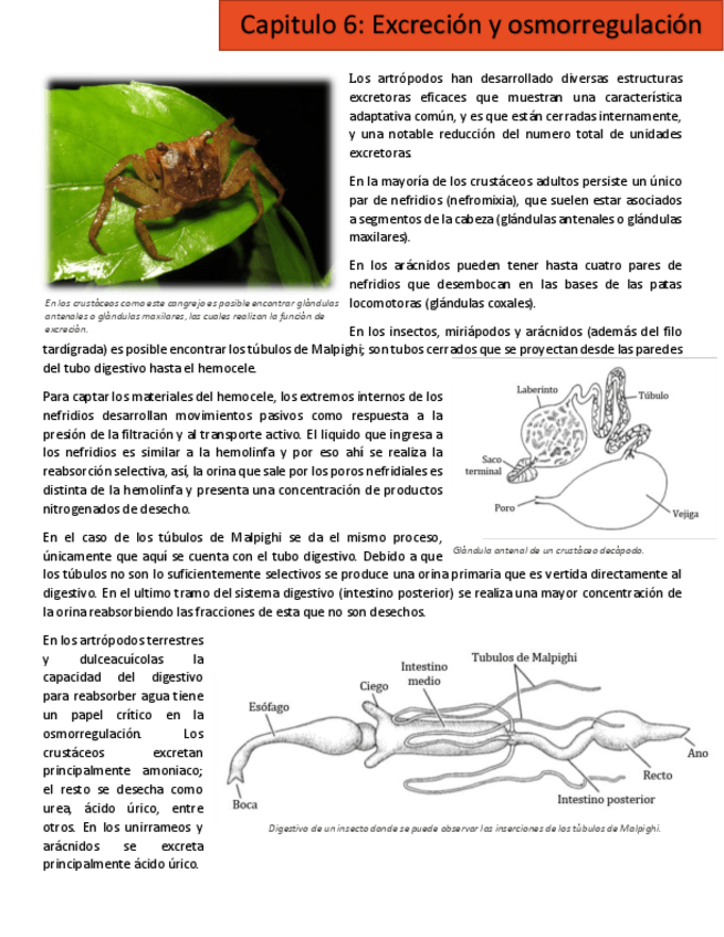 Miniatura del documento cap 6.pdf