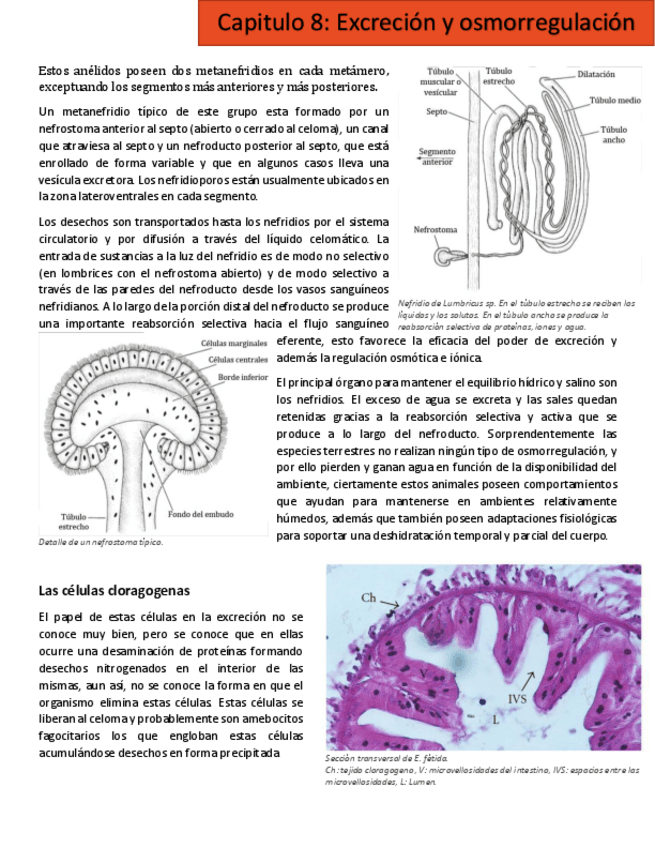 Miniatura del documento cap 8.pdf