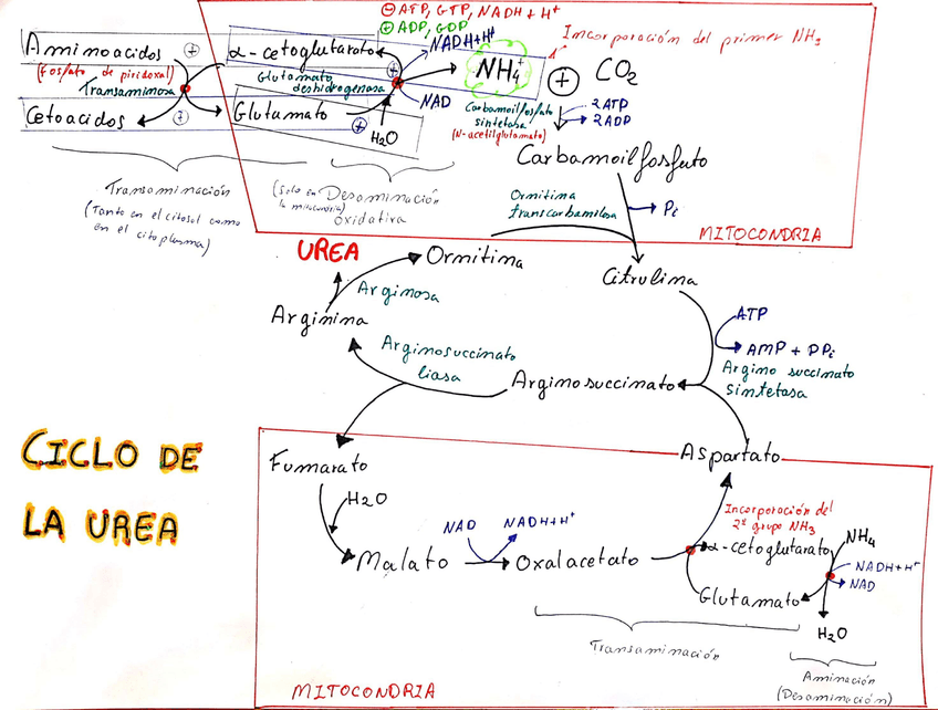 Miniatura del documento Ciclo de la Urea_1.jpg