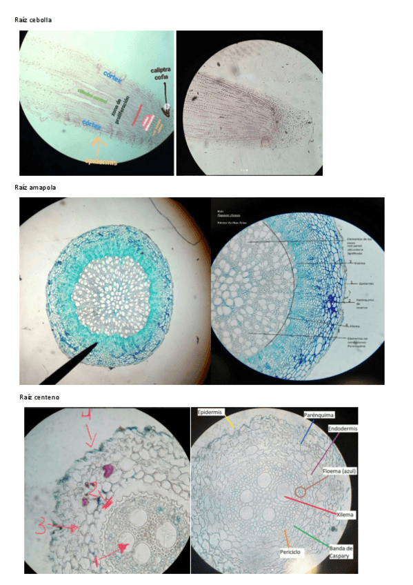 Miniatura del documento prácticas histo vegetal.pdf
