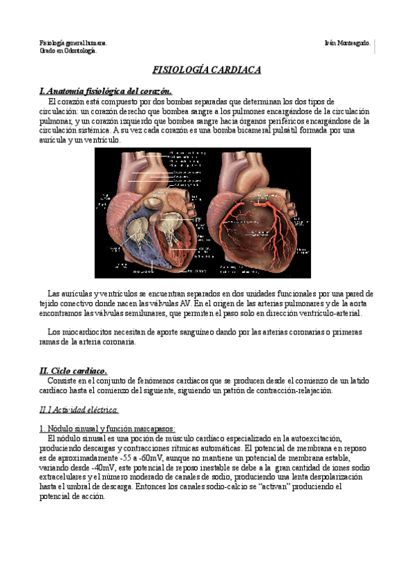 Miniatura del documento Tema 8 y 9. Fisiología cardíaca.pdf