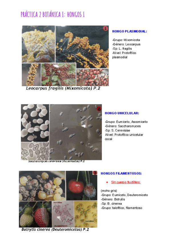Miniatura del documento PRÁCTICA 2 BOTÁNICA I_ HONGOS I.pdf