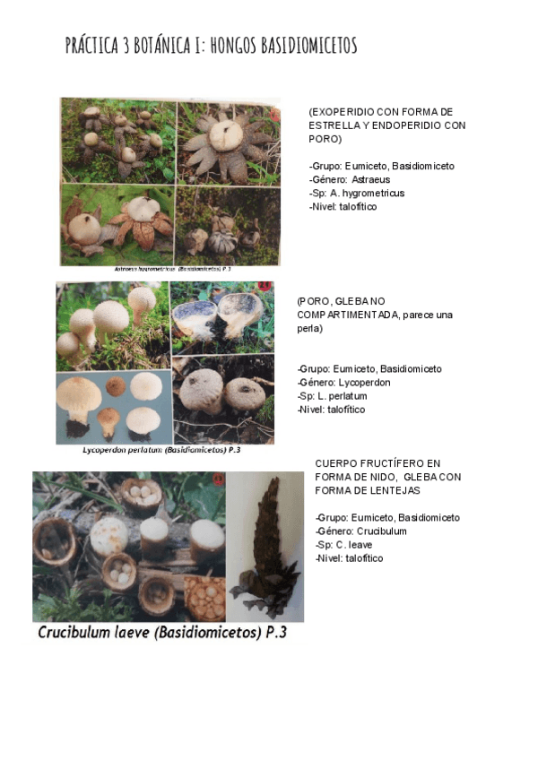 Miniatura del documento PRÁCTICA 3 BOTÁNICA I_ HONGOS BASIDIOMICETOS.pdf