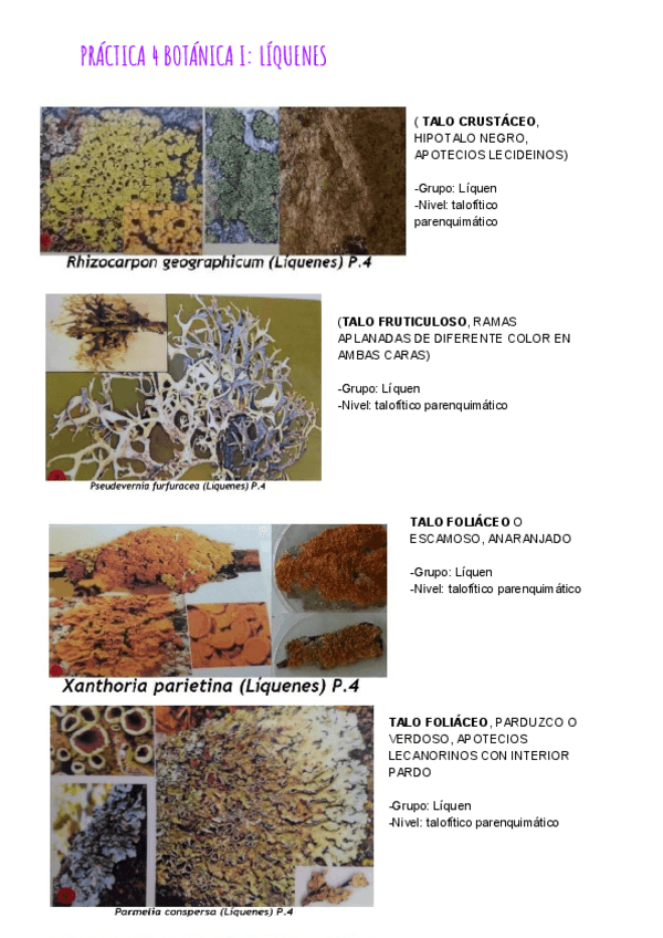 Miniatura del documento PRÁCTICA 4 BOTÁNICA I_ LÍQUENES.pdf
