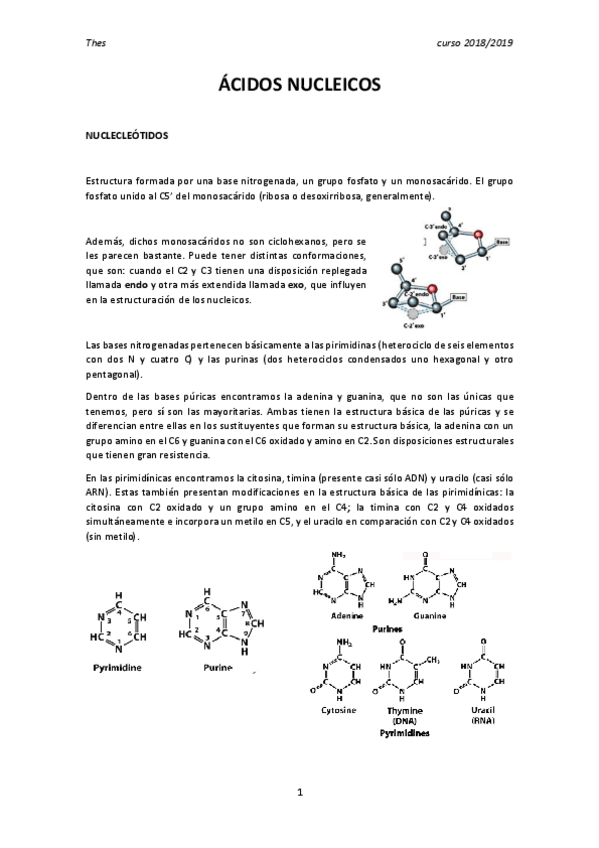 Miniatura del documento Ácidos nucleicos.pdf