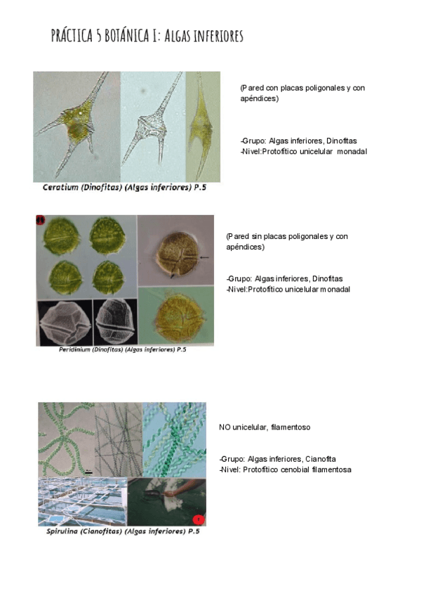 Miniatura del documento PRÁCTICA 5 BOTÁNICA I_ Algas inferiores.pdf