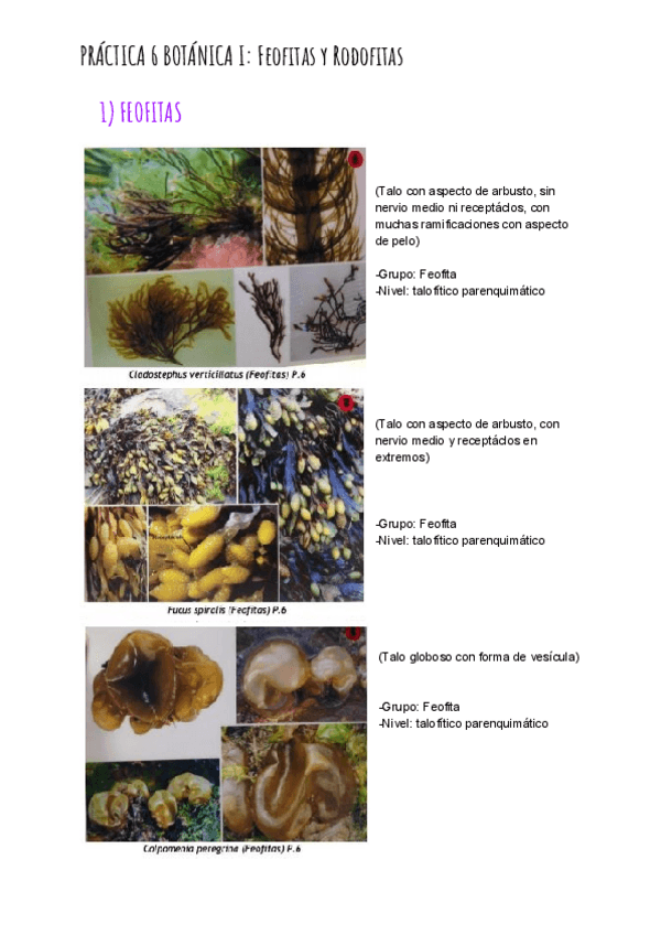 Miniatura del documento PRÁCTICA 6 BOTÁNICA I_ Feofitas y Rodofitas.pdf