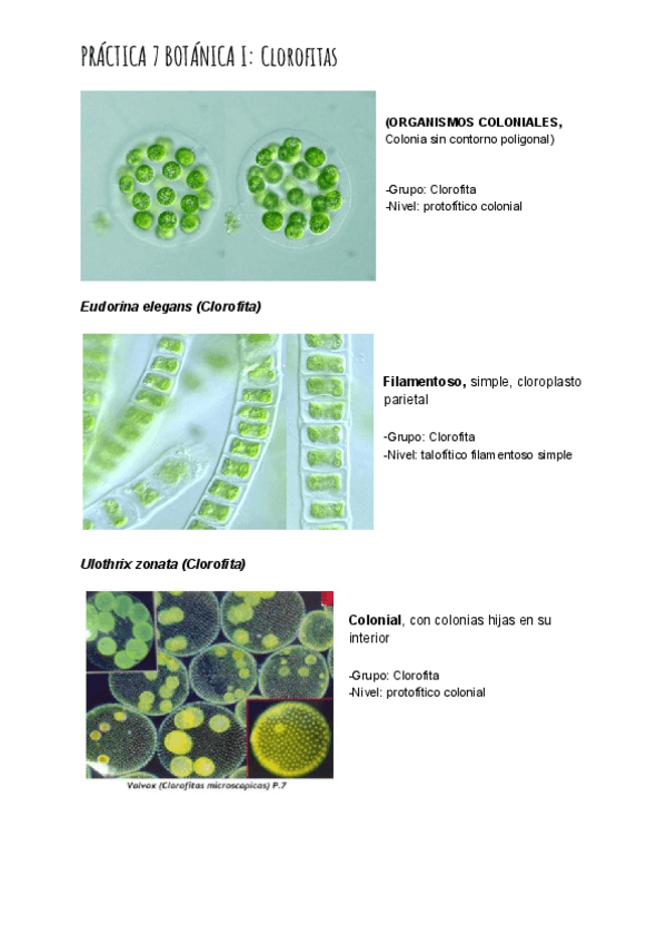 Miniatura del documento PRÁCTICA 7 BOTÁNICA I_ Clorofitas.pdf