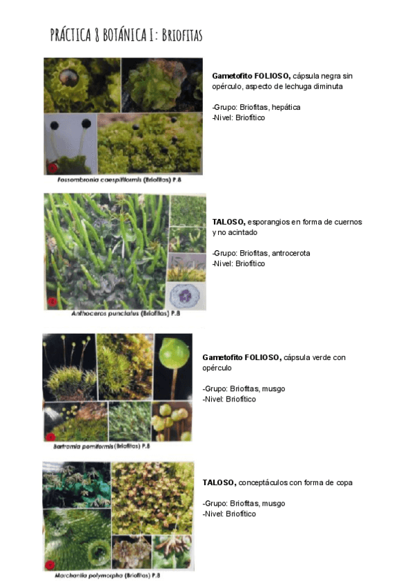 Miniatura del documento PRÁCTICA 8 BOTÁNICA I_ Briofitas.pdf