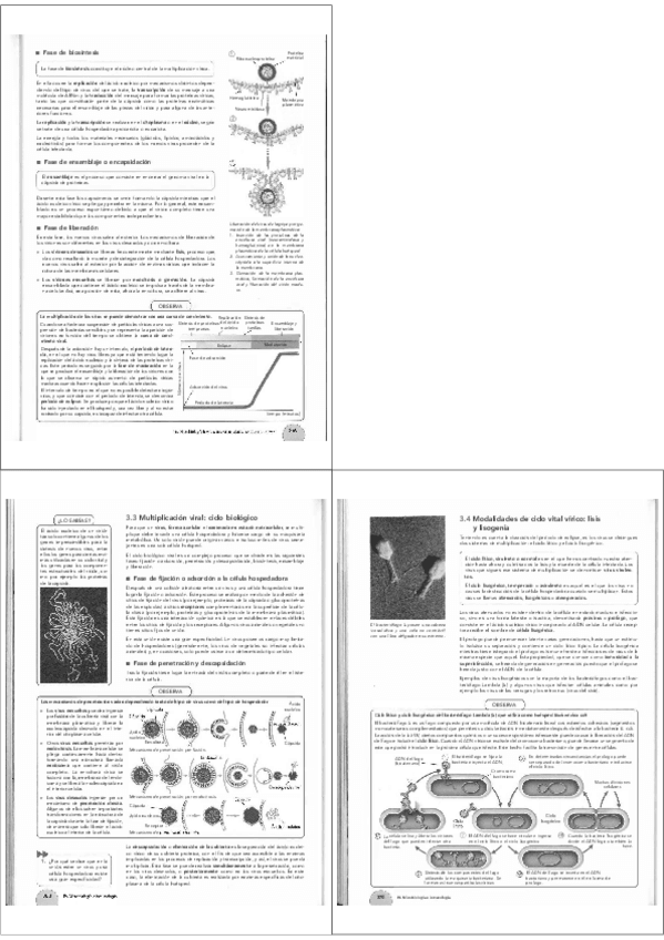 Miniatura del documento Ciclo lítico y lisogénico. Biología..pdf