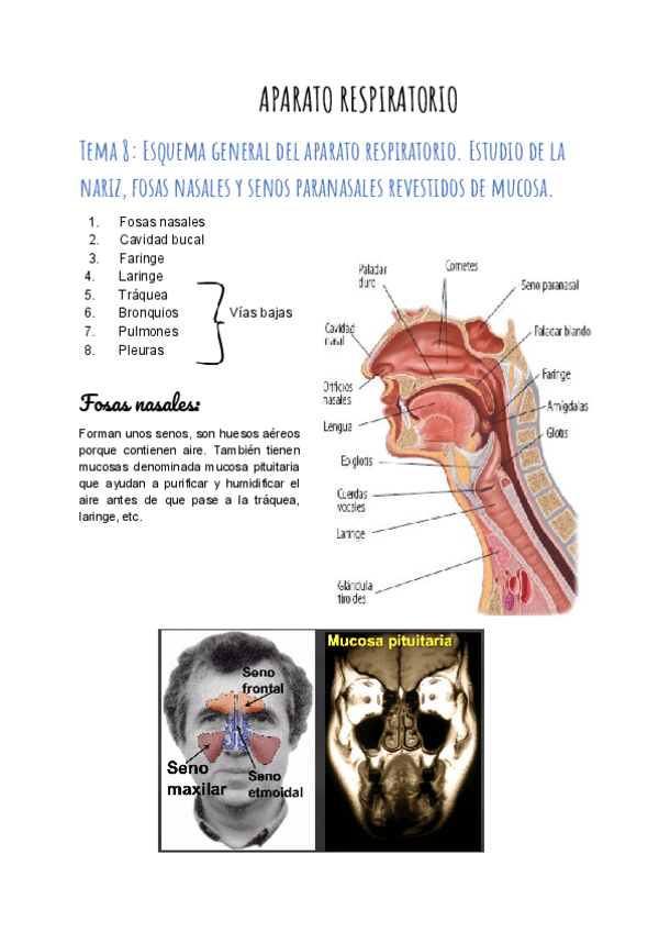 Miniatura del documento Aparato Respiratorio copia.pdf