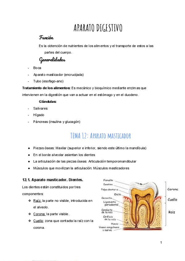 Miniatura del documento Aparato Digestivo copia.pdf