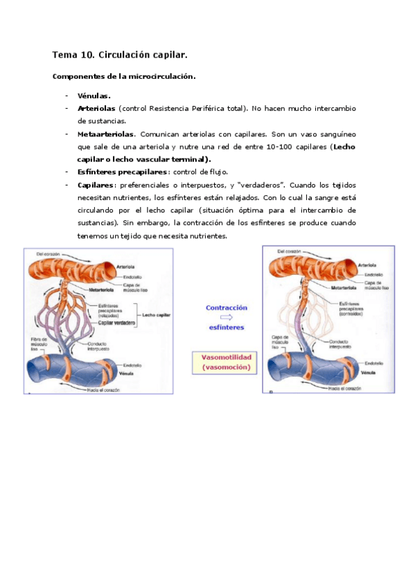 Miniatura del documento Tema 10. circulación capilar.pdf