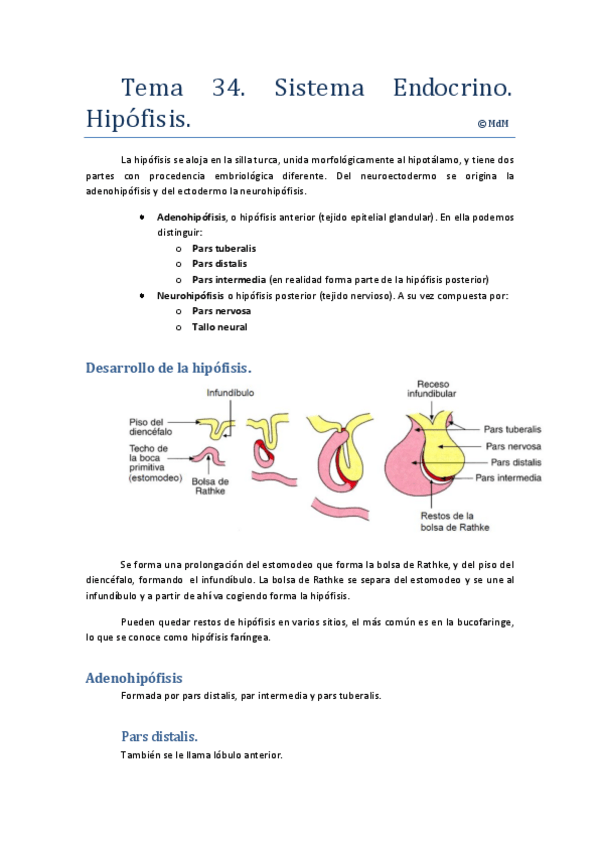 Miniatura del documento TEMA 34-Sistema Endocrino-Hipófisis txt.pdf