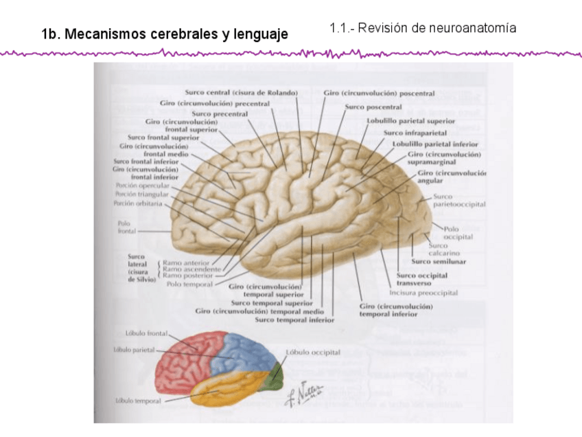 Miniatura del documento T1B psico.pdf
