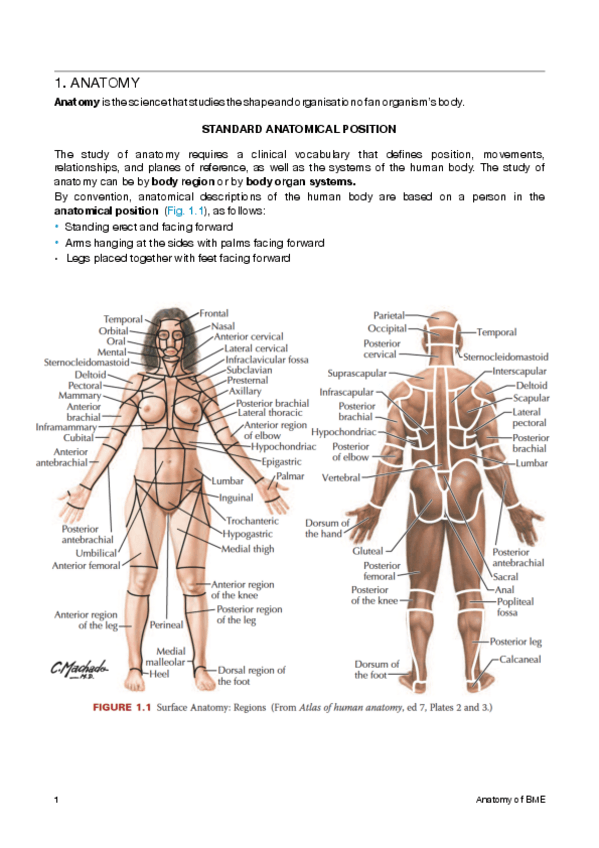 Miniatura del documento Anatomy.pdf