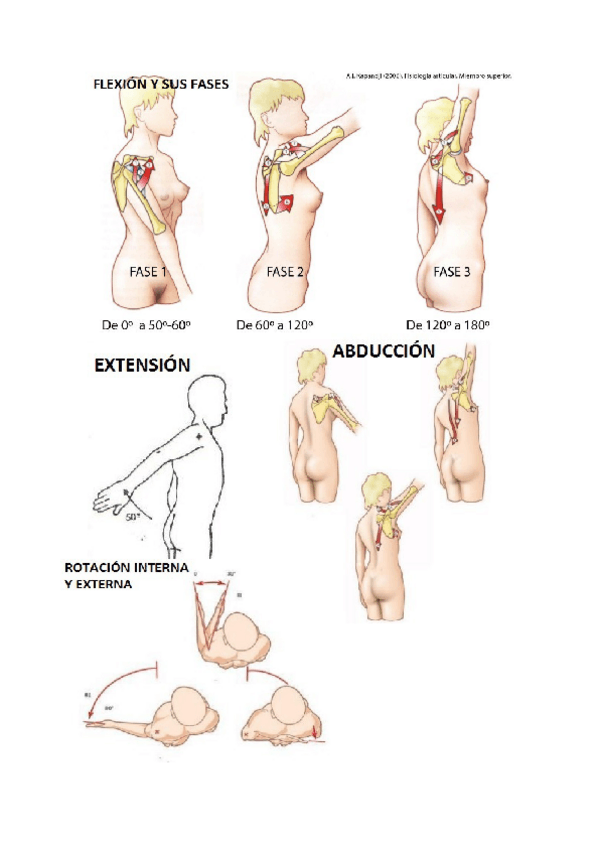 Miniatura del documento 1. Miembro Superior SUBDELTOIDEA Y GLENOHUMERAL.pdf
