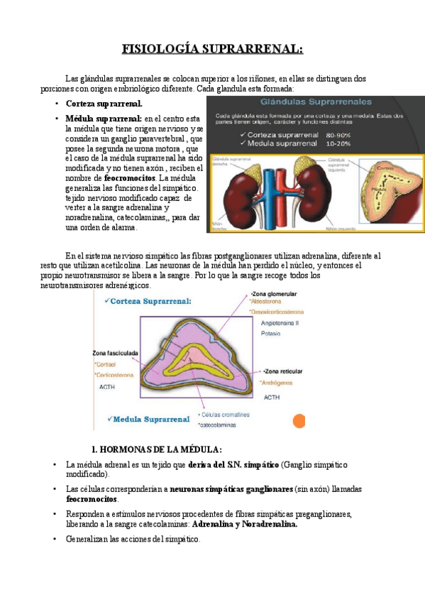 Miniatura del documento 4. SUPRARRENALES..pdf