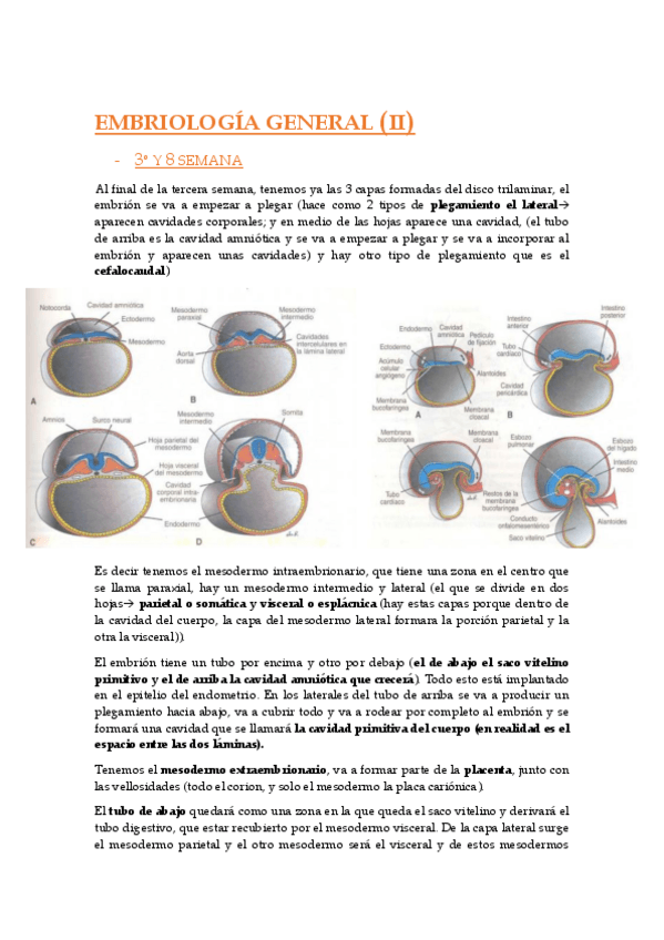 Miniatura del documento embriología general (II) con dibujos.pdf