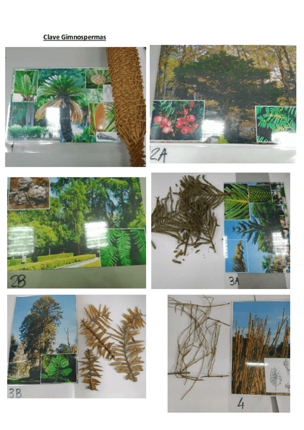 Miniatura del documento Clave Gimnospermas.pdf