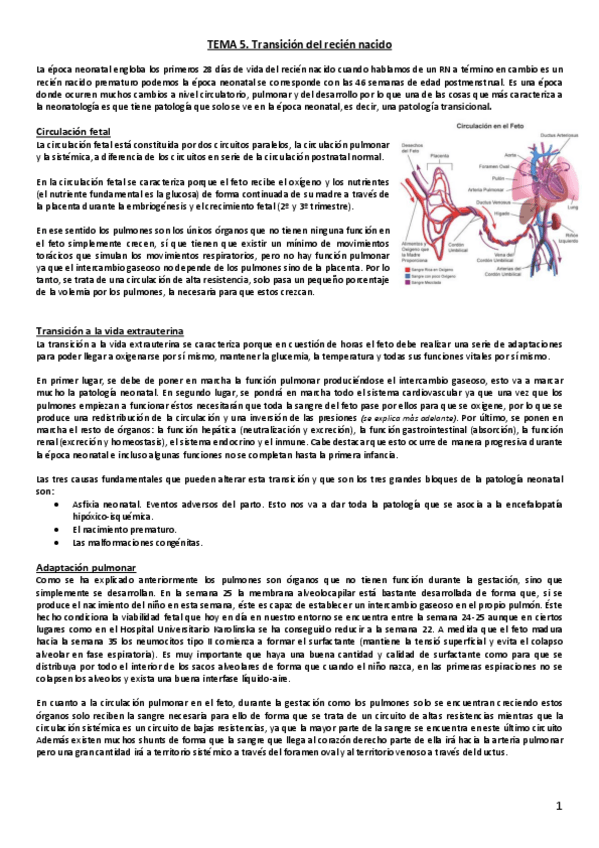 Miniatura del documento Tema 5. Transición del recién nacido.pdf