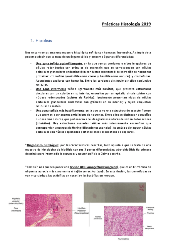 Miniatura del documento Práctico Histología 2019.pdf
