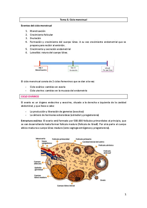 Miniatura del documento Tema 3. El ciclo menstrual.pdf