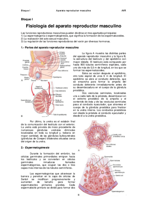 Miniatura del documento Tema 1. Fisiología del aparato reproductor masculino - copia.pdf