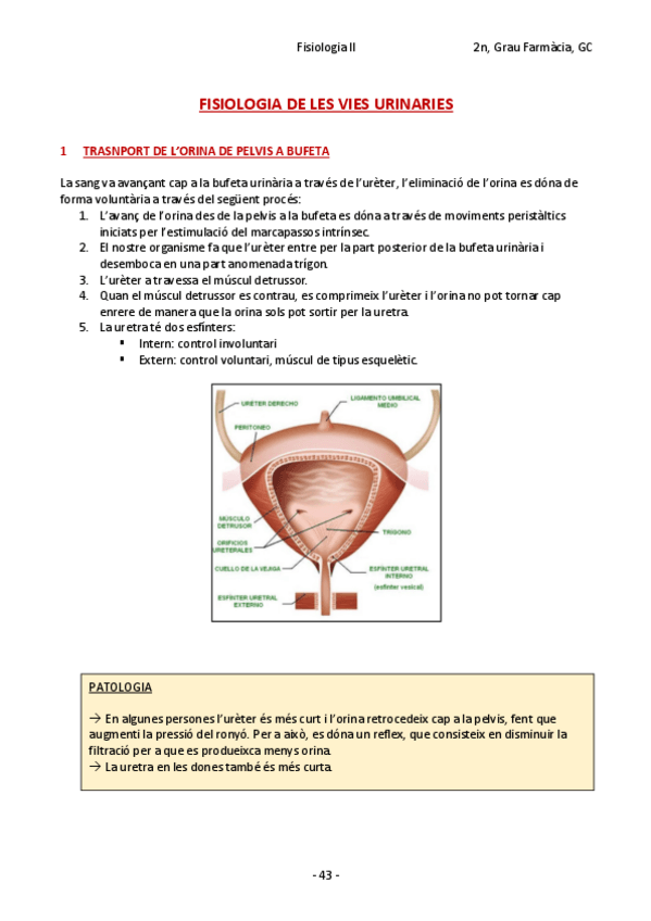 Miniatura del documento FISIOLOGIA DE LES VIES URINARIES.pdf