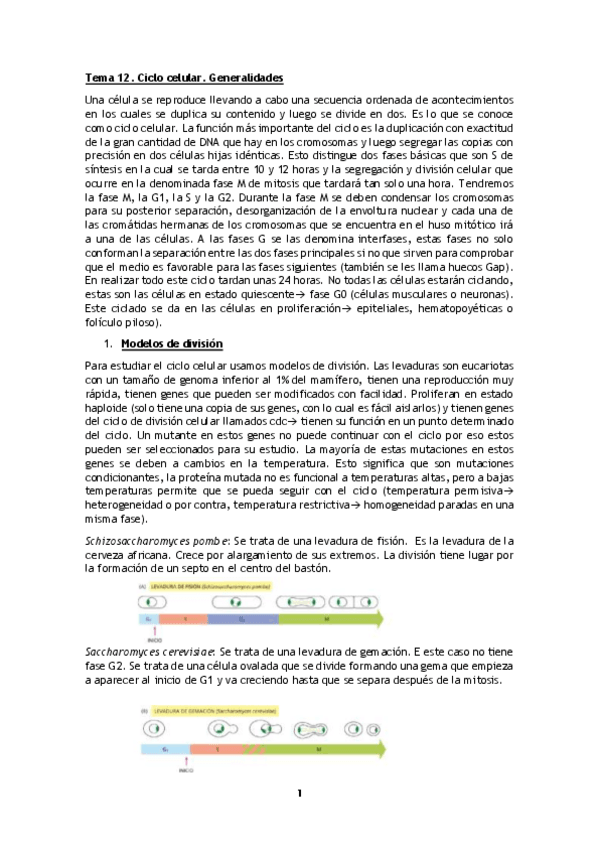 Miniatura del documento Parcial 2_BioCel Completo.pdf