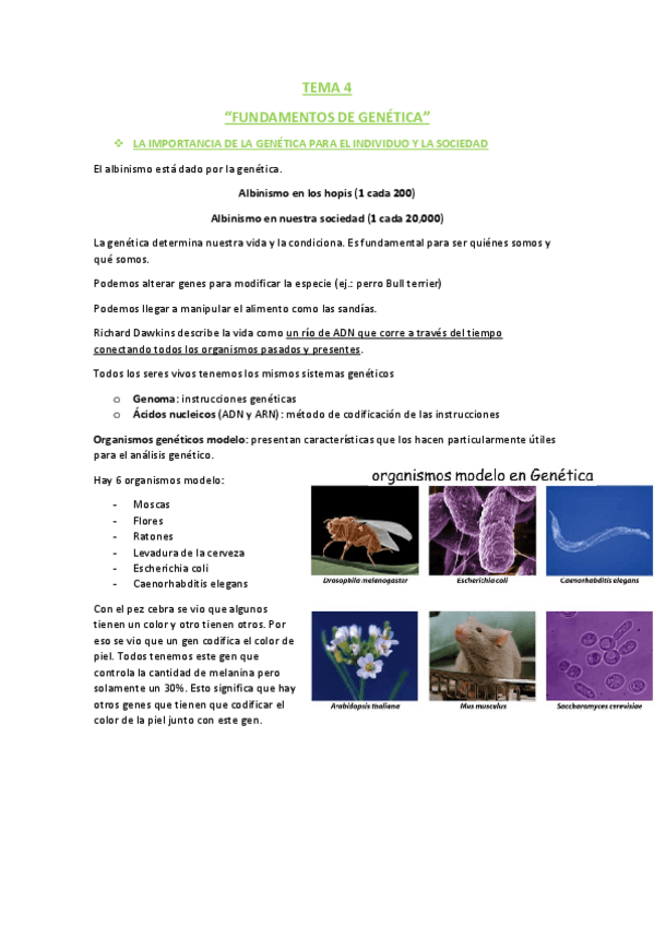 Miniatura del documento TEMA 4.pdf