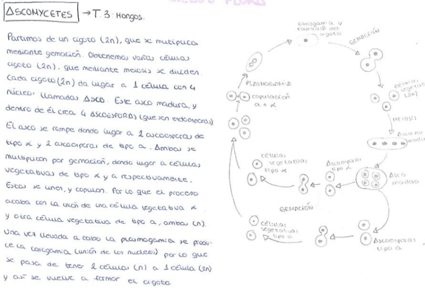Miniatura del documento CICLOS FLORA EXPLICADOS.pdf