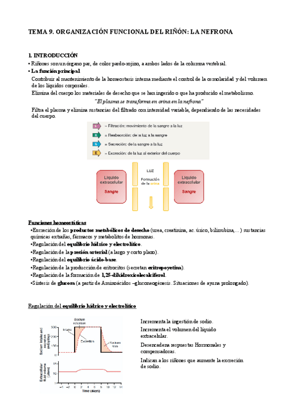 Miniatura del documento T9. Riñones.pdf