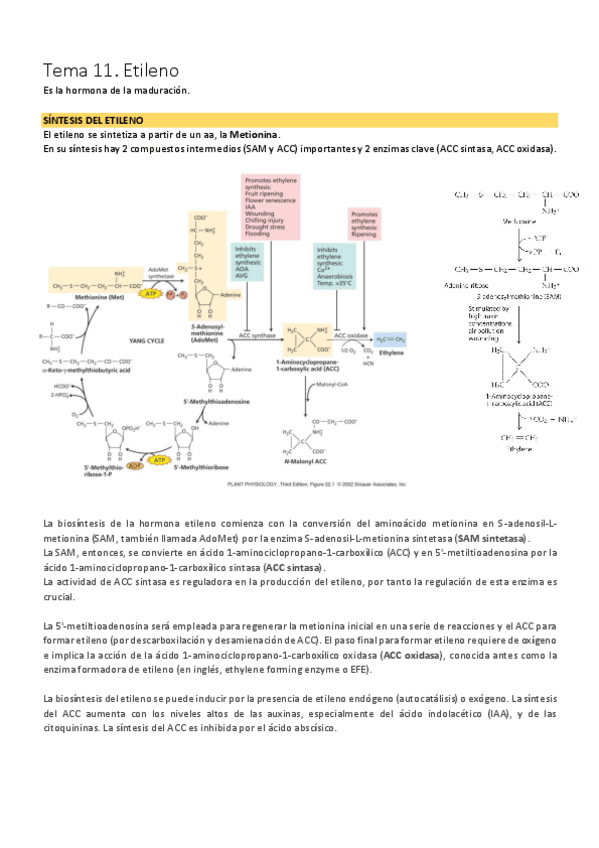 Miniatura del documento Tema 11. Etileno.pdf