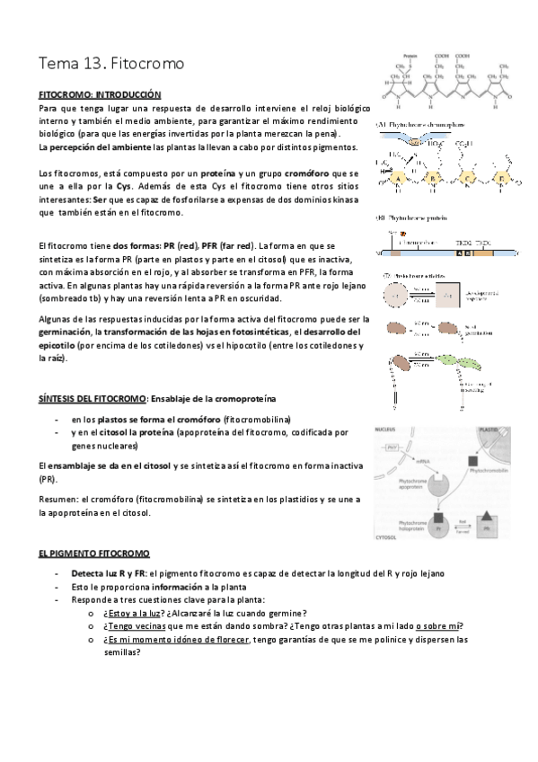 Miniatura del documento Tema 13. Fitocromo.pdf