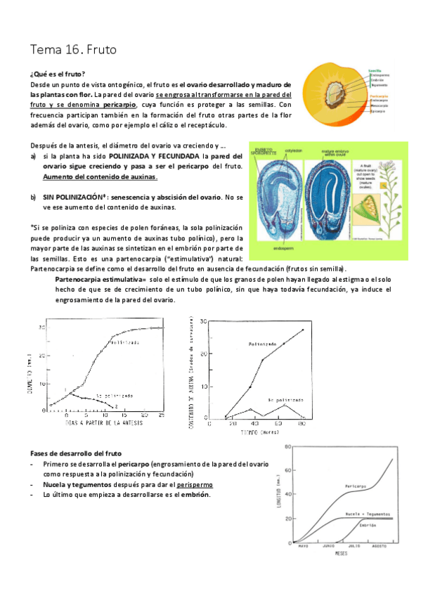 Miniatura del documento Tema 16. Fruto.pdf