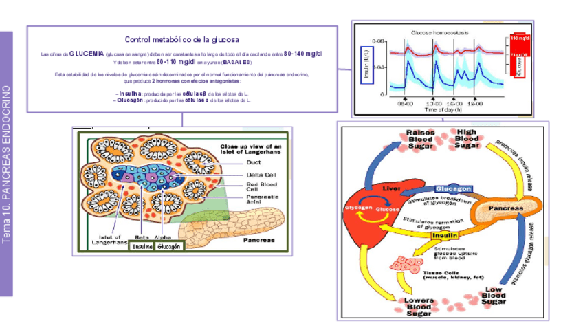 Miniatura del documento PATO2 DIABETES.pdf