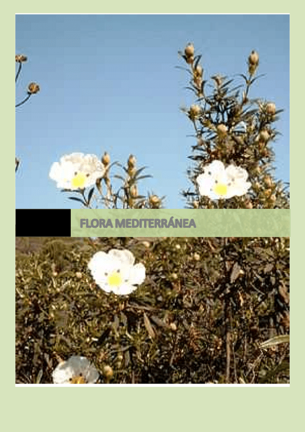 Miniatura del documento Flora mediterránea.pdf