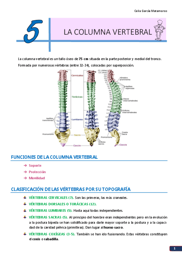 Miniatura del documento TEMA 5. La columna vertebral.pdf