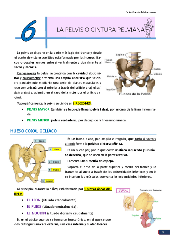 Miniatura del documento TEMA 6. La pelvis.pdf