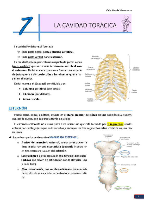 Miniatura del documento TEMA 7. La cavidad torácica.pdf