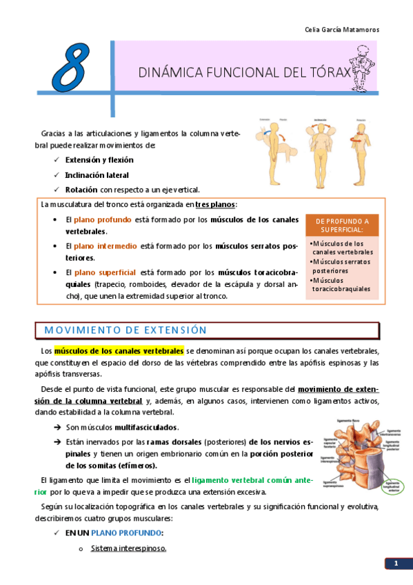 Miniatura del documento TEMA 8. Dinámica funcional del tórax.pdf