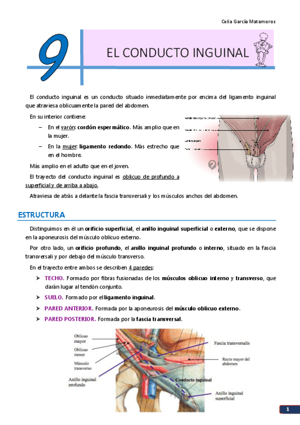 Miniatura del documento TEMA 9. El conducto inguinal.pdf