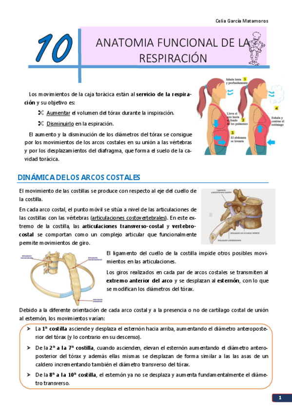 Miniatura del documento TEMA 10. Anatomía funcional de la respiración.pdf