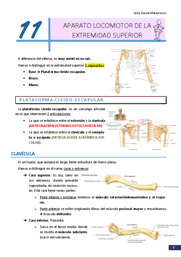Miniatura del documento TEMA 11. Aparato locomotor de la ext superior .pdf