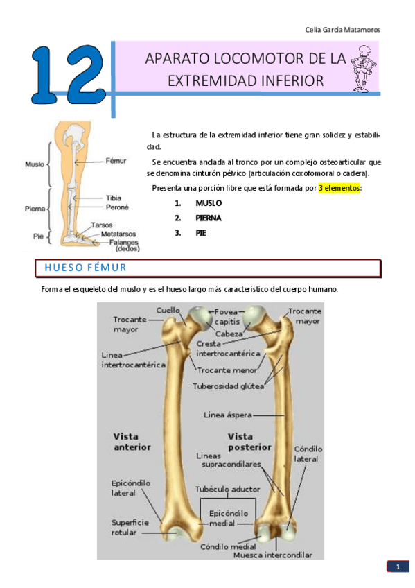 Miniatura del documento TEMA 12. Aparato locomotor de la ext inferior.pdf