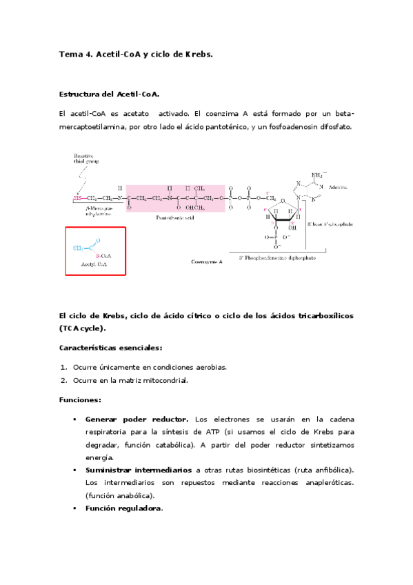 Miniatura del documento Tema 4. Acetil-CoA y ciclo de Krebs..pdf