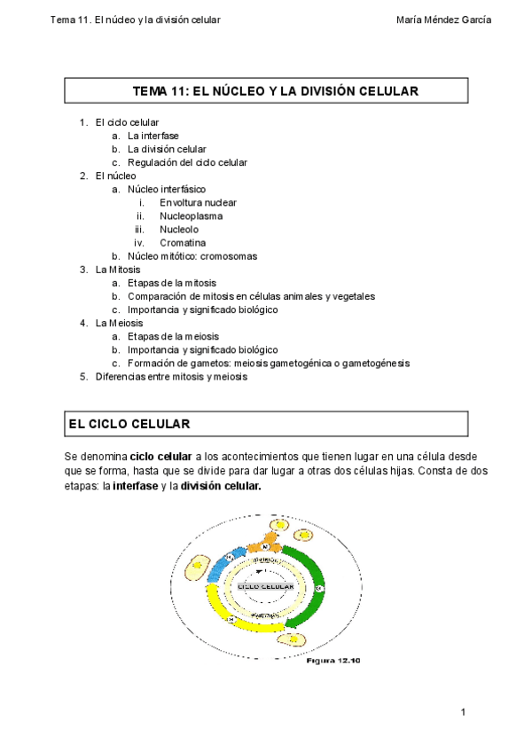 Miniatura del documento 11. El núcleo y la división celular.pdf