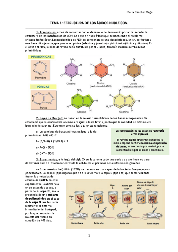 Miniatura del documento TEMA 1 ESTRUCTURA DE LOS ÁCIDOS NUCLEICOS.pdf